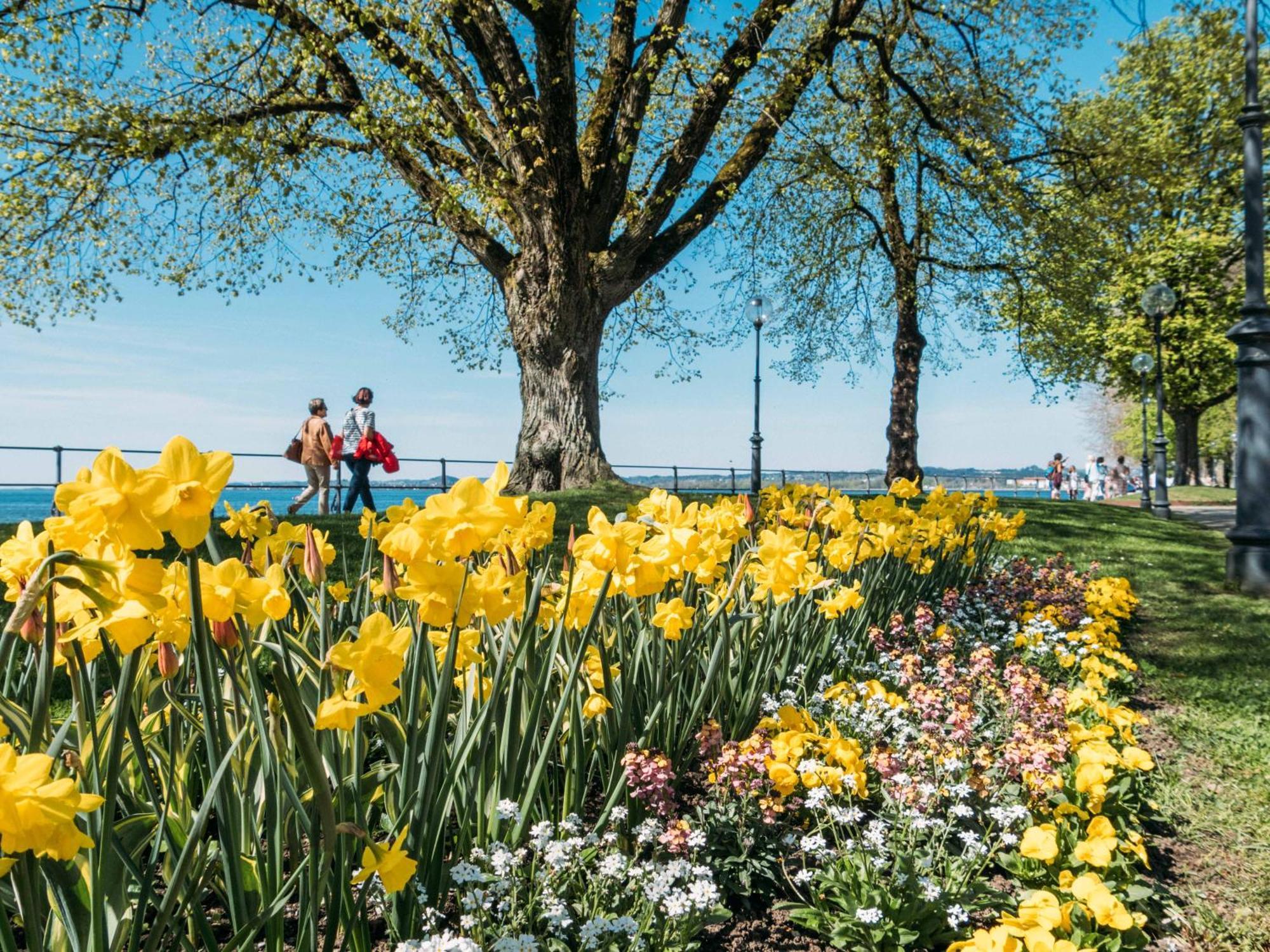 Seeblick Bregenz - Mit Parkgarage Esterno foto
